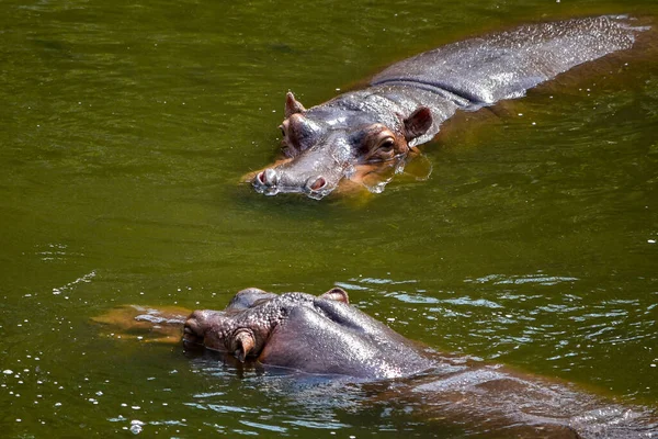 Twee Nijlpaarden Drijft Rivier Hoofden Van Dichtbij — Stockfoto