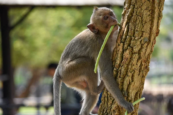 Macaco Close Sobe Uma Árvore Com Comida Suas Patas — Fotografia de Stock