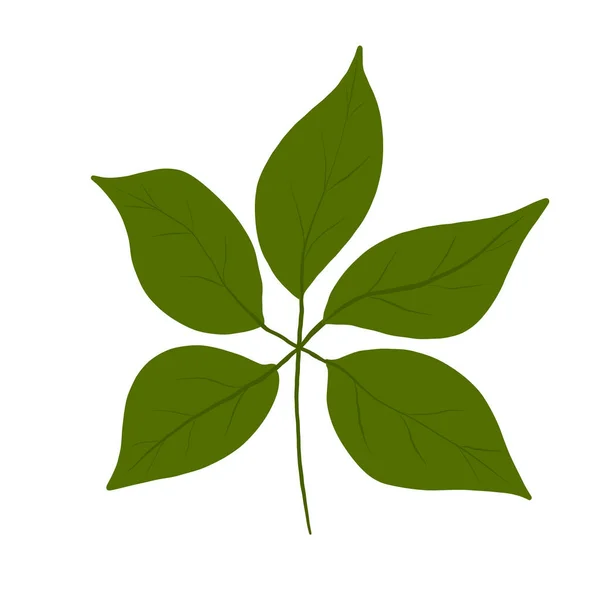 Botanische Blätter. Florale Gestaltungselemente. Vektor-Illustration auf isoliertem weißem Hintergrund. — Stockvektor