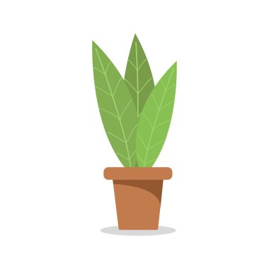  Kahverengi bir saksıda, izole edilmiş beyaz bir arka planda kapalı yeşil bir bitki..