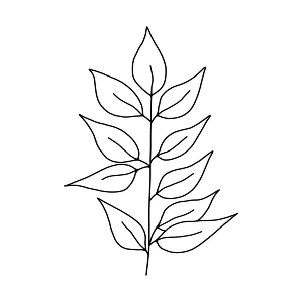 Mit Blättern besetzt. Botanische Illustration. Schwarz-weiß gravierte Tuschekunst. — Stockvektor