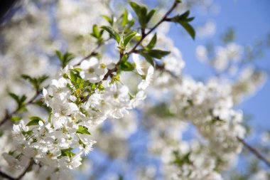 Bahar ağaçları çiçek açtı ve tamamen küçük beyaz çiçeklerle kaplıydı.