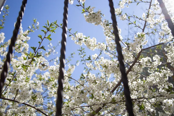 blooming trees against the blue sky through the bars of the window
