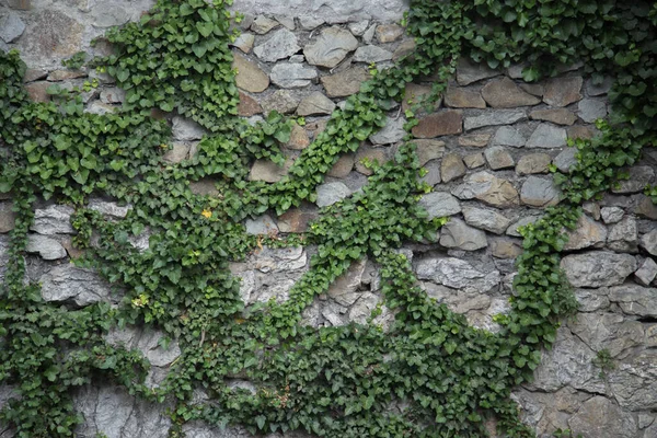 Alter Stein Ist Mit Viel Grün Bedeckt — Stockfoto