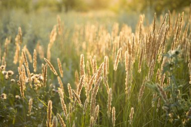Güzel buğday tarlası Yazın sonunda gün batımında