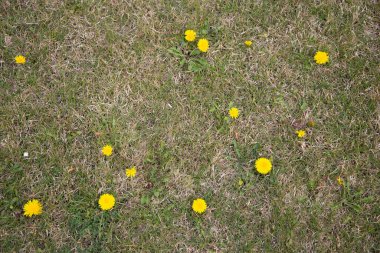 doku arka planı, fotofon, sarı karahindiba ile yeşil çimen