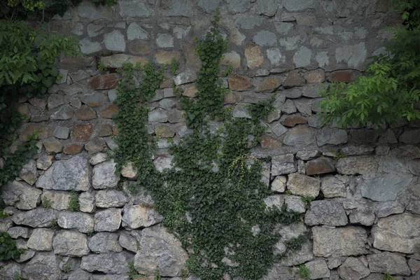 Alter Grauer Stein Ist Mancherorts Mit Viel Grün Bedeckt — Stockfoto