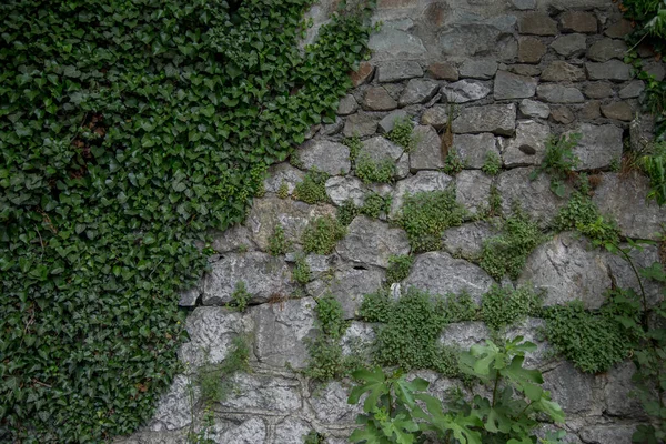 Vieja Piedra Gris Algunos Lugares Está Cubierto Vegetación —  Fotos de Stock