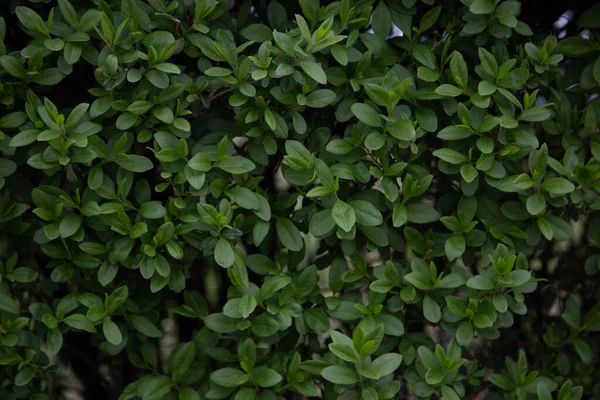 Fundo Textura Folhas Suculentas Verdes Arbusto — Fotografia de Stock