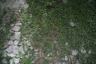 Bazı yerlerdeki eski gri taş yeşillikle kaplıdır.