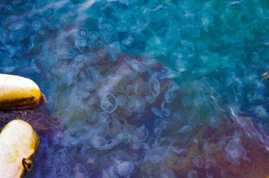 Denizanası Sırtı. Tehlike yolculuğu, zehirli hayvan, Flora tuzlu suyun altında, deniz okyanusunda. Tropik dünyada vahşi dünyaya dalmak. Derin akvaryum. Şeffaf, şeffaf hayvanlar suda yüzer..