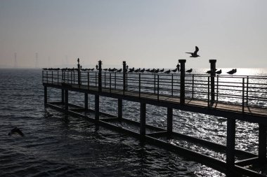 Sahilde armut var. Bir sürü martı.