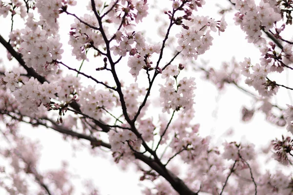 Sakura blommor. Körsbären blommade. — Stockfoto