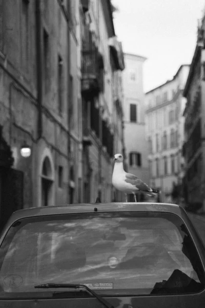 Close Portrait Seagull Standing Car Outdoors — Stock Photo, Image