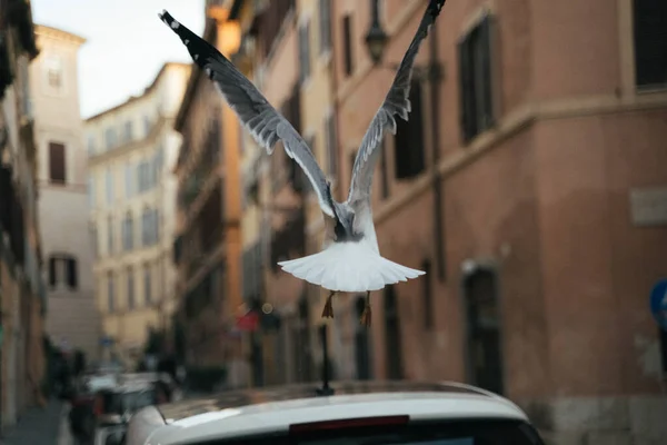 Uçan Martı Roma, İtalya sokaklarında