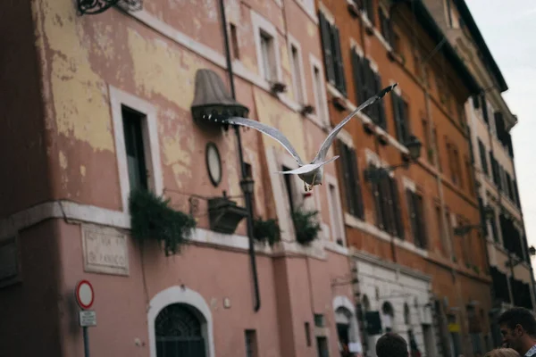 Rom Italien Oktober 2020 Flygande Fiskmås Gatorna Rom Italien — Stockfoto