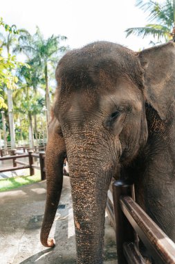 Asya 'da iki büyük fil