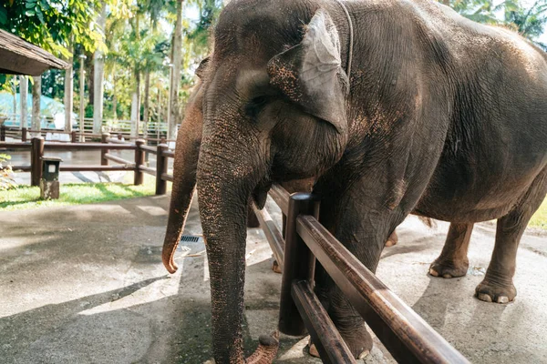 Two Big Elephants Asia — Stock Photo, Image