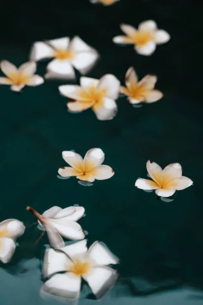 Tesisat, beyaz ve sarı çiçekler