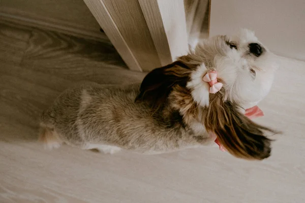 Портрет Милой Собаки Вид Крупным Планом — стоковое фото