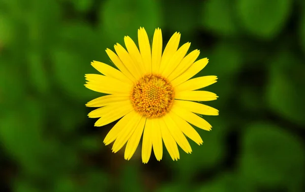 Fiore margherita giallo su sfondo verde con bokeh — Foto Stock