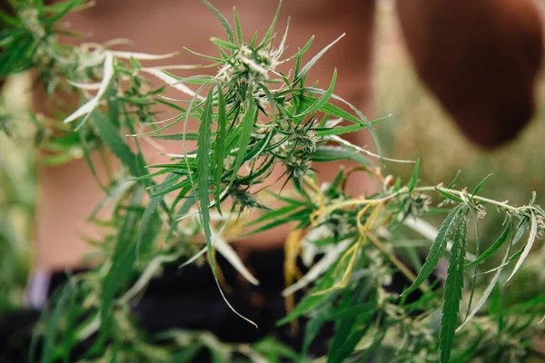 Tohumları ve çiçekleri olan çiçek açan kenevir arka planda parıldıyor. Marihuana, kenevir, yasallaşma kavramı.