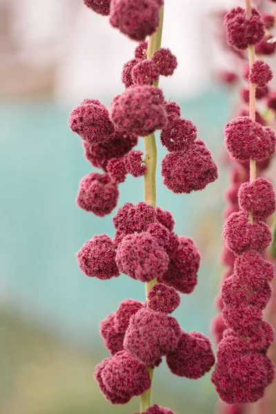 Kivich Amaranth caudatus virágai. Forrás kalcium, mangán és folát. Dísznövény. Leveleket és magokat esznek.. — Stock Fotó