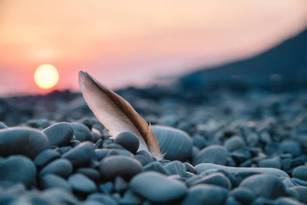 Backlit beautiful sunset on the beach with a feather. — Stock Photo, Image