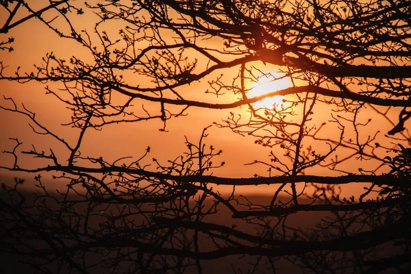 İlkbaharda tomurcukları kabaran siyah ağaç dalları arasında güzel turuncu gün batımı — Stok fotoğraf