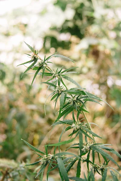 Tohumlu kenevir otları ve güneş çiçekleri arka planda parıldıyor. Marihuana üretimi, yasallaştırma.