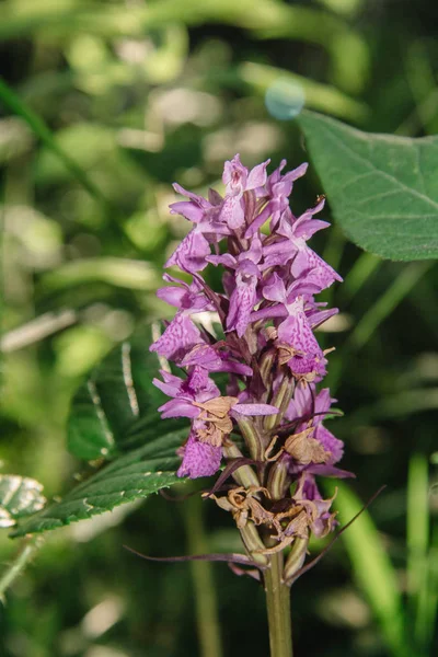 Lupinus, lupin, mor ve mavi çiçekli lupin tarlası. Bir demet lupin yaz çiçeği