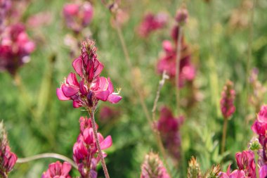 Pembe fırça Castilleja rhexifolia Wyoming 'deki kır çiçekleri ve Aygea Dağlarındaki Lago Naki Platosu' nda.