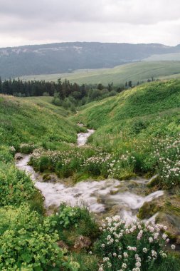 Molochka nehrinin kaynağı Kurjips 'e akan Lagonaki yaylası..