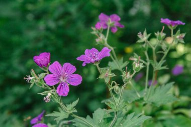 Doğal ortamdaki vahşi sardunya. Ayrıca Geranium maculatum olarak da bilinir, benekli sardunya, çok yıllık bir bitkidir.