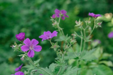 Doğal ortamdaki vahşi sardunya. Ayrıca Geranium maculatum olarak da bilinir, benekli sardunya, çok yıllık bir bitkidir.