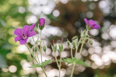 Doğal ortamdaki vahşi sardunya. Ayrıca Geranium maculatum olarak da bilinir, benekli sardunya, çok yıllık bir bitkidir.