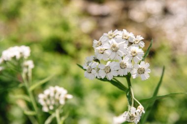 Yarrow, Achillea Millefolium ya da Çim Kesme Bitkisi. İlaç, baharat, süs ve bal bitkisi.
