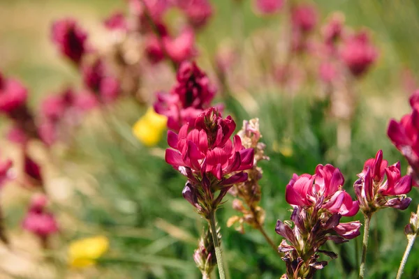 Pembe fırça Castilleja rhexifolia Wyoming 'deki kır çiçekleri ve Aygea Dağlarındaki Lago Naki Platosu' nda.