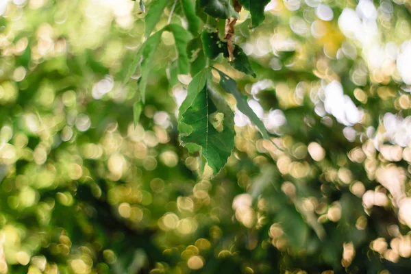 Bir böcek tarafından yenmiş bir ağaç yaprağı. Yuvarlak bokeh 'li bir arka plan. Çarşafın yenen kısmına dikkat edin.