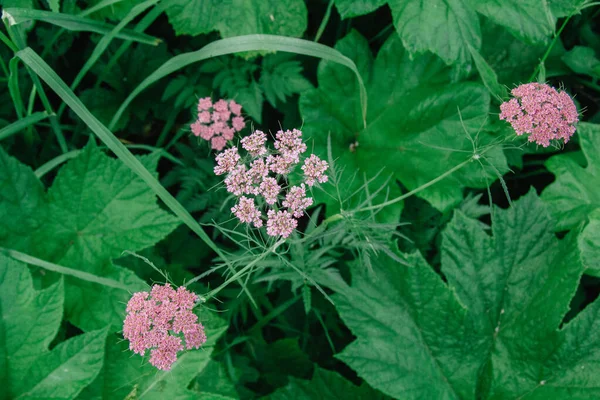 Valeriana officinalis, Hierba valeriana, setwall, heliotropo de jardín, vandalroot — Foto de Stock