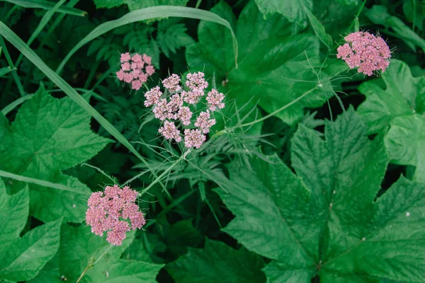 Valeriana officinalis, Erba valeriana, setwall, eliotropio da giardino, radice vandalica — Foto Stock