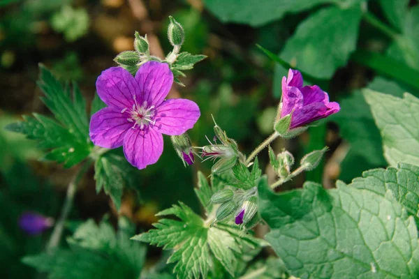 Geranio silvestre en un entorno natural. También conocido como Geranium maculatum, geranio manchado, es una planta perenne — Foto de Stock