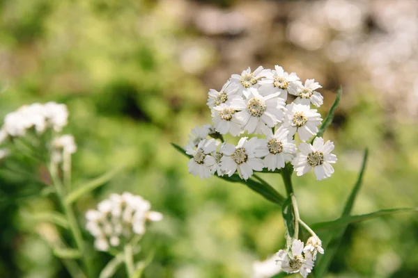 Cickafark, Achillea millefolium, vagy évelő fűnyírás. Gyógy-, fűszer-, dísz- és méznövény — Stock Fotó