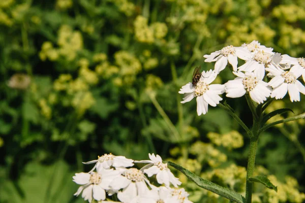 Yarrow, Achillea millefolium, o hierba perenne de corte. Planta medicinal, picante, ornamental y de miel — Foto de Stock