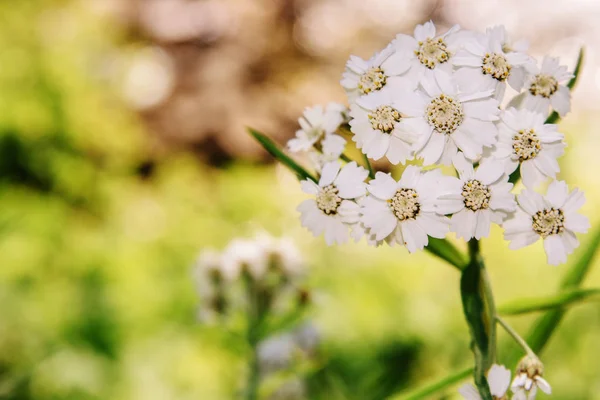 Yarrow, Achillea millefolium, o hierba perenne de corte. Planta medicinal, picante, ornamental y de miel — Foto de Stock