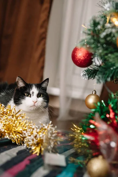 Schöne schwarz-weiße Katze inmitten des weihnachtlichen Spielzeugs aus Girlanden — Stockfoto