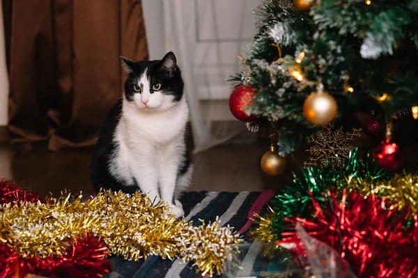 Piękny czarny i biały kot wśród zabawek świątecznych girlandy — Zdjęcie stockowe