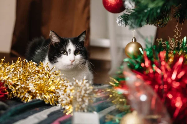 Güzel siyah beyaz kedi Noel çelenkleri arasında