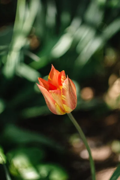Yellow-pink fresh tulip with leaves growing in the garden.