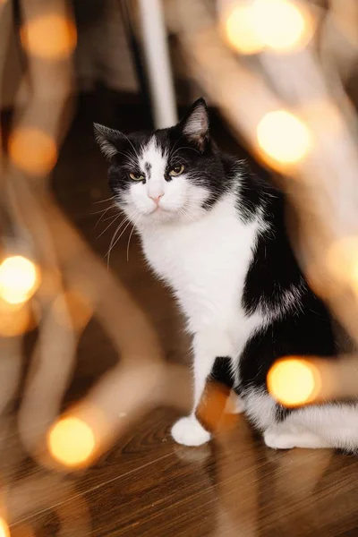 Schöne schwarz-weiße Katze inmitten des weihnachtlichen Spielzeugs aus Girlanden — Stockfoto
